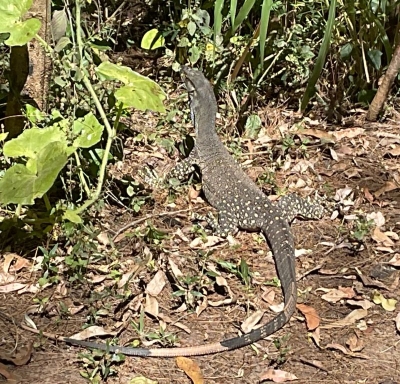 C05_22-08-23_MONITOR LIZARD