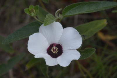 25-01-03_WHITE NATIVE HIBISCUS FLOWER